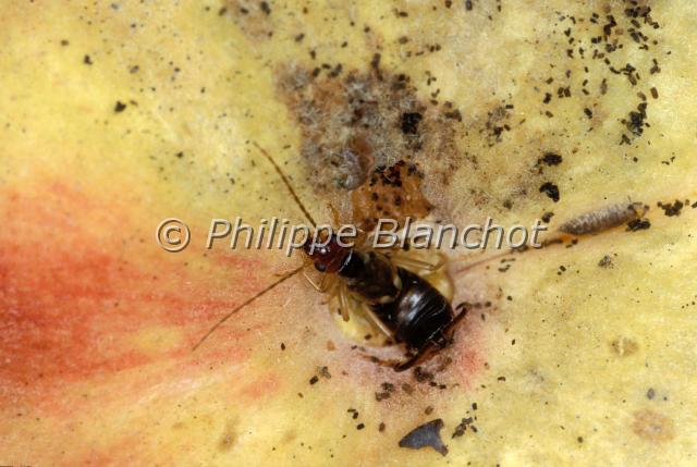 chelidura pyrenaica.JPG - Chelidura pyrenaicaChélidure aptère, Perce oreille EarwigDermaptera, ForficulidaeFrance